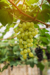 Large bunch of red wine grapes hang from a vine with green leaves.