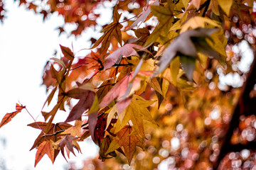 Autumn tree with colorful leaves