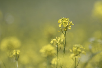 Flowering yellow lawn