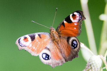 European peacock butterfly