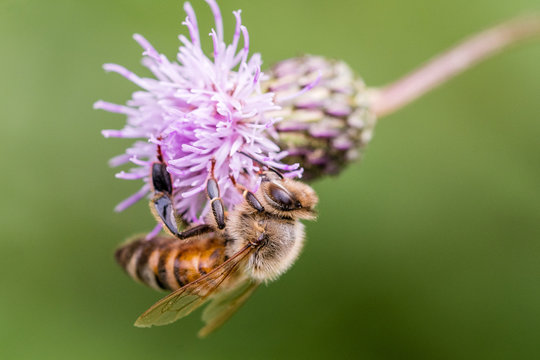 Bee and thistle in summer
