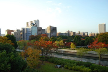 Fototapeta na wymiar Kiba park in autumn colors, Tomioka distric of Tokyo