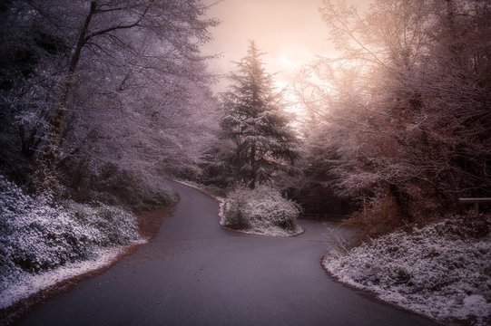 Fototapeta Snow and its magic