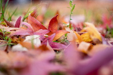 Close up of grass with fallen autumn leaves