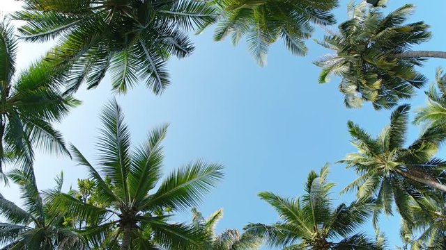 Improvised frame from palm trees crowns and clear sky