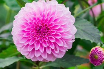 Fototapeta premium Beautiful pink flower blooming in spring day by Macro lens .
