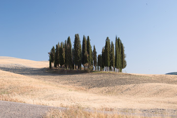 Landscape with cypress trees at autumn season