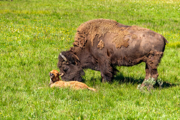 American bison family in Yellowstone