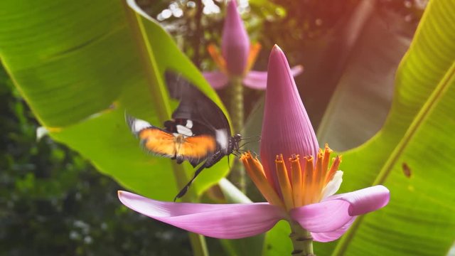 Pair of Butterflies Feeding on a Banana Flower. UHD 4k video