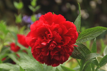 Red camelia flower in bloom