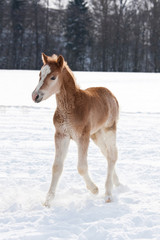  Sweet foal running on snowy meadow