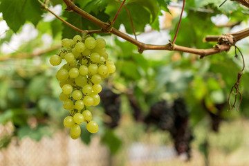 Large bunch of red wine grapes hang from a vine with green leaves.
