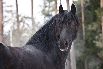Portrait of beautiful friesian horse in winter