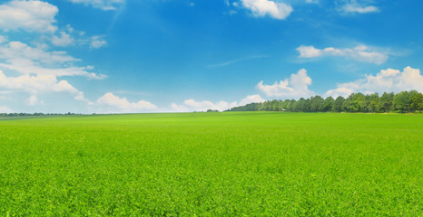 Fototapeta na wymiar Green field and blue sky with light clouds. Wide photo.