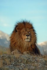 Obraz na płótnie Canvas lion close up 