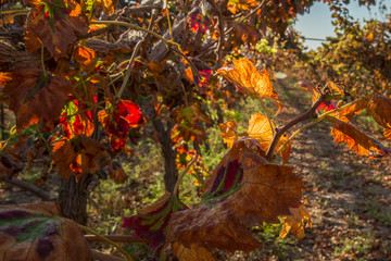 Autumn in the vineyard. Autumn leaves. Grape plantations of Israel.