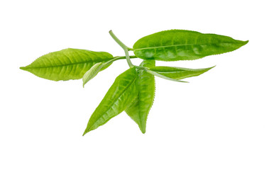 green tea leaf isolated on white