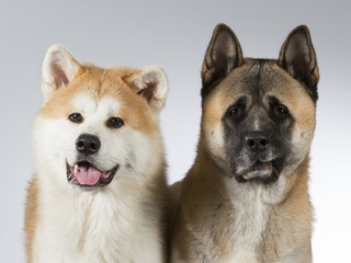 Two akitas dog portrait. Image taken in a studio.