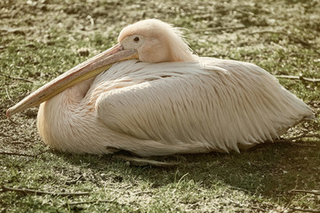 Great White Pelican