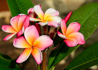 Pink and Yellow Frangipani