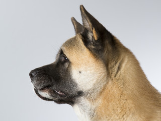American akita dog portrait. Image taken in a studio with white background.