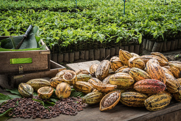 Cocoa Beans and Cocoa Fruits.