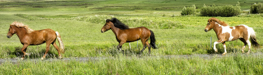 Obraz premium Islandia Horse Panorama