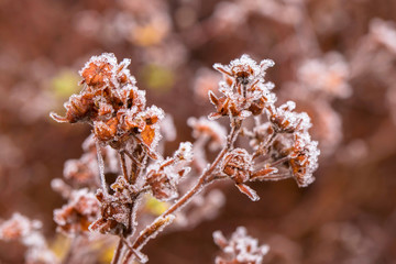 Frozen dried plants. Macro shot.
