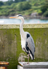 Blue Herron at Schull harbor Cork Ireland.