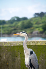 Blue Herron at Schull harbor Cork Ireland.