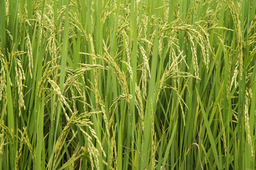 Close up of green paddy rice plant.