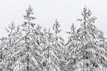 Young snowy pine forest in Finland