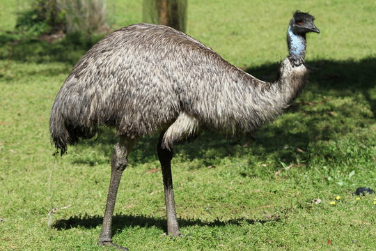Closeup of wild emu on south coast of Australia
