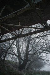 view from under the bridge to the tree