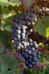 Red wine grape in vineyard