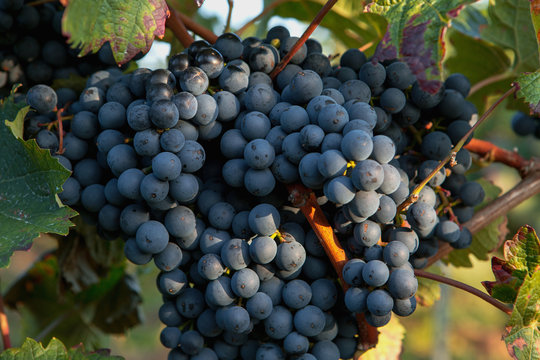 Red wine grape in vineyard