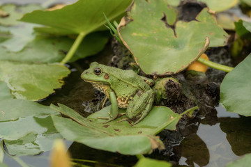 A green frog sitting in the pond full of water lilies