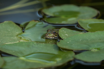 A green frog sitting in the pond full of water lilies