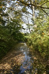 Fototapeta na wymiar Petit chenal ombragé sous la nature dense en automne au Vrijbroek Park à Malines