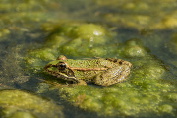 A green frog sitting in the pond full of water lilies