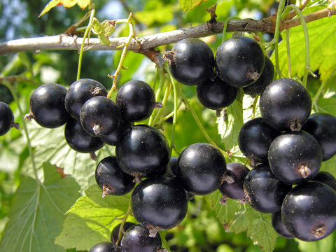 
close-up of a  black currant in the garden