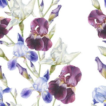 Floral seamless pattern with watercolor irises