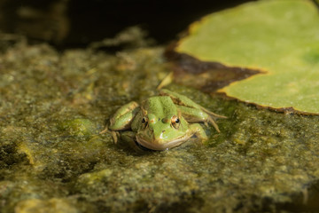 A green frog sitting in the pond full of water lilies