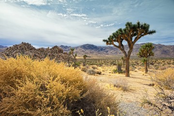 Joshua Trees in California Desert