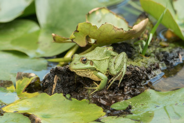 A green frog sitting in the pond full of water lilies