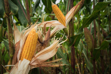 Closeup corn on the stalk in the corn field