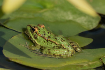 A green frog sitting in the pond full of water lilies