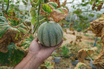 melons in the garden