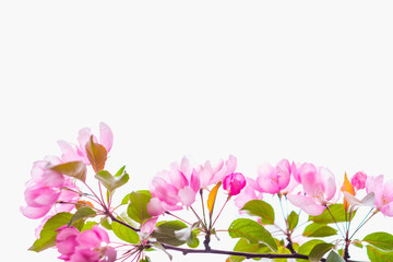 Fototapeta premium Blooming apple tree