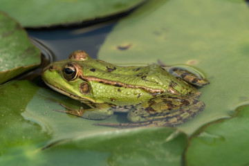 A green frog sitting in the pond full of water lilies